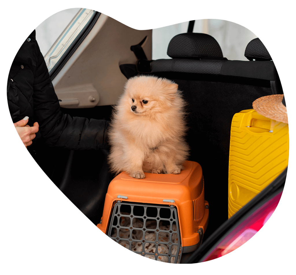 petfly transporte de mascotas en avion