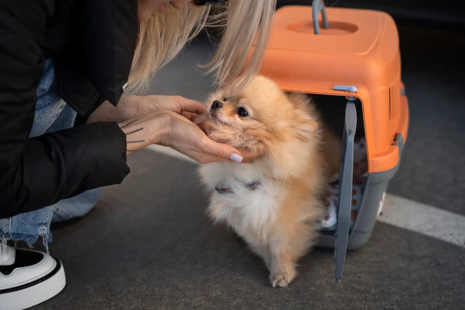 Perro viajando en avion