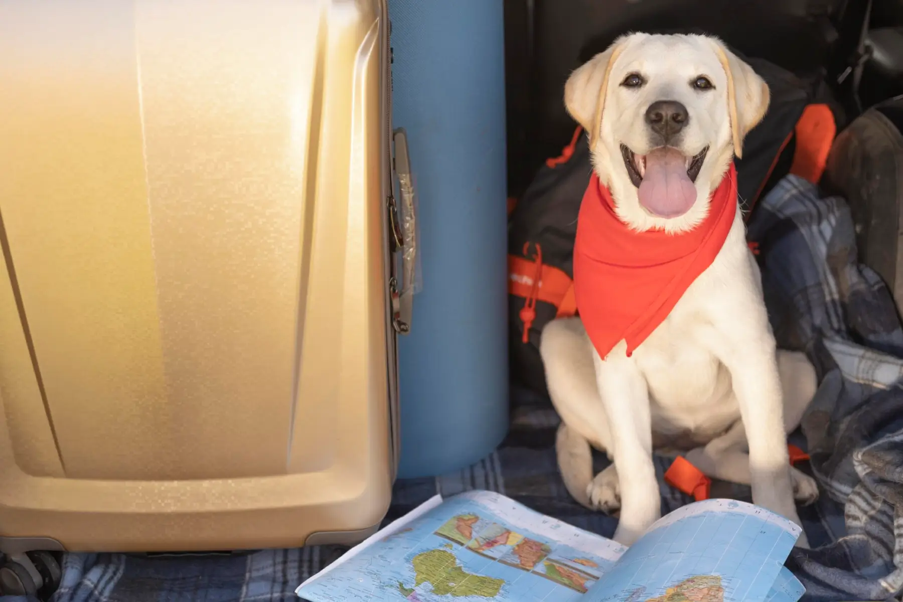 Perro viajando en tren