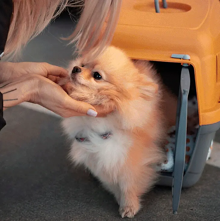 Perro siendo transportado