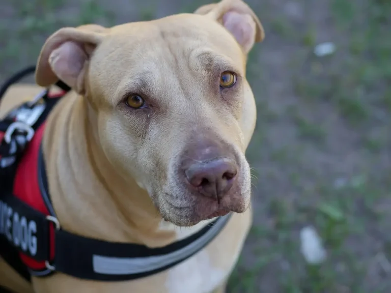 perro de servicio