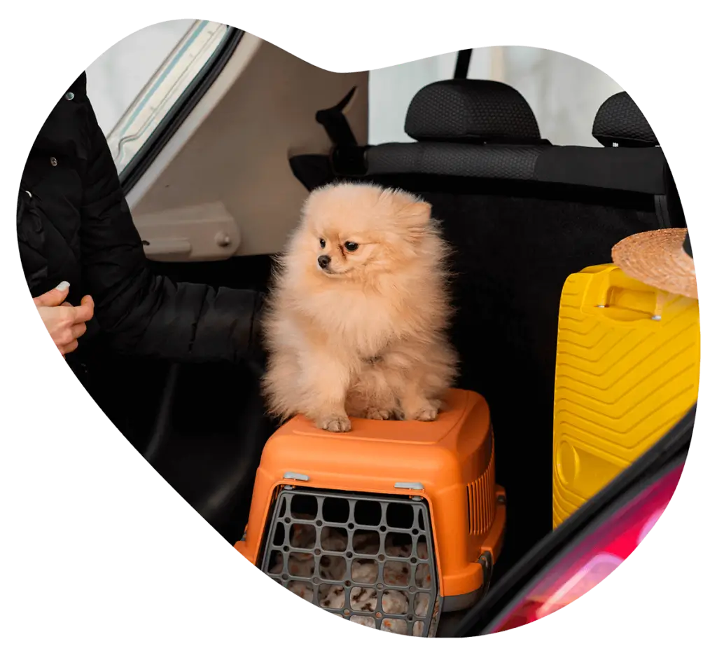 petfly-transporte-de-mascotas-en-avion