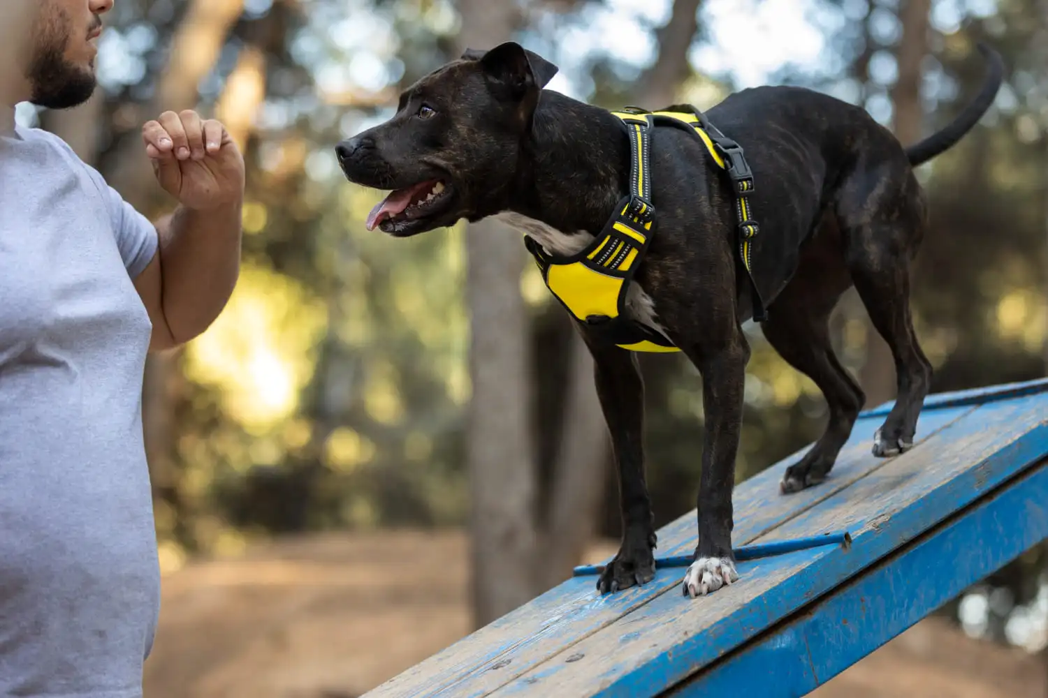 Hombre recibiendo instrucciones de su perro de servicio