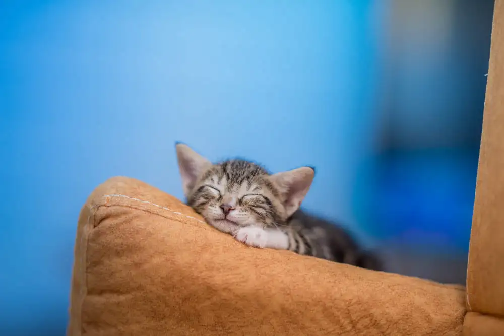 Gato relajado antes de viajar en avión